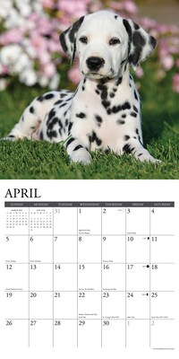 2026 Willow Creek Dalmatians 12" x 12" Monthly Wall Calendar (50958)