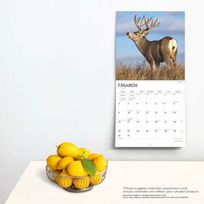 2025 BrownTrout Monster Bucks 12" x 24" Monthly Square Wall Calendar (9781975477448)
