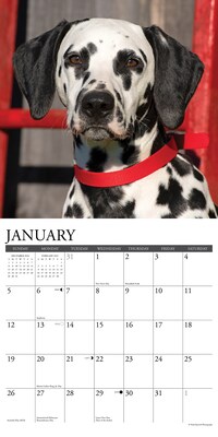 2025 Willow Creek Just Dalmatians 12" x 12" Monthly Wall Calendar (42670)