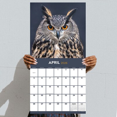 2026 TF Publishing Owls 12" x 12" Monthly Wall Calendar (26-1044)