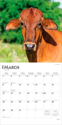 2026 BrownTrout Cows 12" x 12" Monthly Wall Calendar (9798330703067)