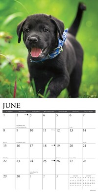2025 Willow Creek Just Black Lab Puppies 2025 Wall Calendar 12" x 12" (41857)