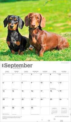 2026 BrownTrout For the Love of Dachshunds 14" x 12" Monthly Wall Calendar (9798330707140)