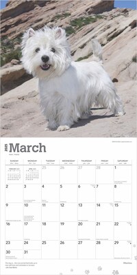 2025 BrownTrout West Highland White Terriers 12" x 12" Monthly Wall Calendar (9781975477974)