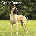 2023 BrownTrout Great Danes 12 x 12 Monthly Wall Calendar, (9781975455040)