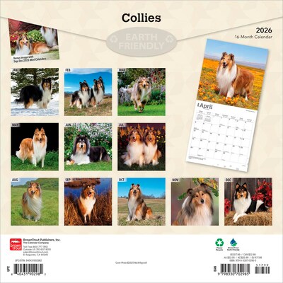 2026 BrownTrout Collies 12 x 12 Monthly Wall Calendar (9798330702985)