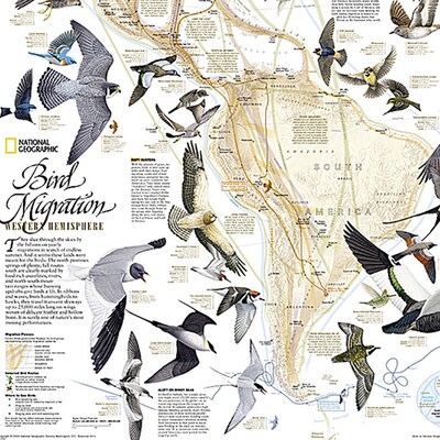 National Geographic Bird Migration, Western Hemisphere Map, Laminated, 20.25" x 31.25" (NGMRE01020306)
