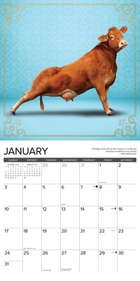 2027 Willow Creek Cow Yoga 12" x 12" Monthly Wall Calendar, Assorted Colors (59883)