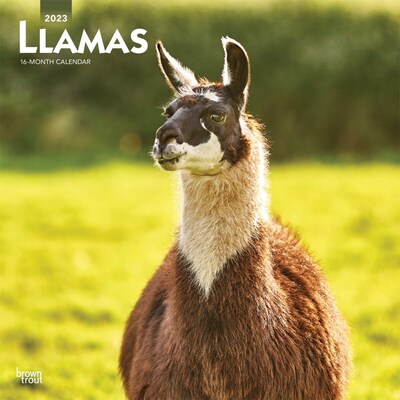 2023 BrownTrout Llamas 12 x 24 Monthly Wall Calendar, (9781975455095)