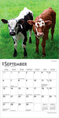 2026 BrownTrout Baby Moo Moos 7" x 7" Monthly Wall Calendar (9798330702275)