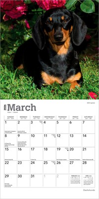2026 BrownTrout Dachshunds 7" x 7" Monthly Wall Calendar (9798330703111)