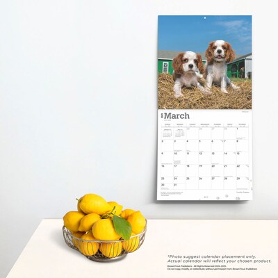2025 BrownTrout Cavalier King Charles Spaniel Puppies 12" x 12" Monthly  Wall Calendar (9781975476816)