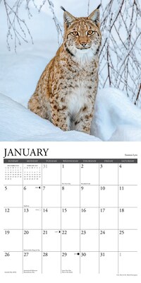 2025 Willow Creek Wildlife 12" x 12" Monthly Wall Calendar (45480)