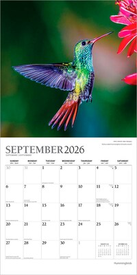 2026 Plato Hummingbirds 12" x 12" Monthly Wall Calendar (9798330706860)