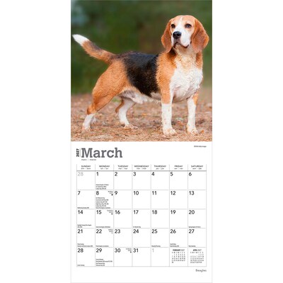 2027 BrownTrout Beagles 7" x 7" Monthly Wall Calendar, Assorted Colors (9798330709885)