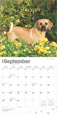 2025 BrownTrout Puggles 12" x 12" Monthly Square Wall Calendar (9781975477578)
