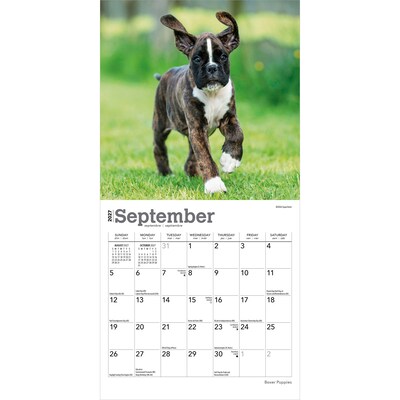 2027 BrownTrout Boxer Puppies 7" x 7" Monthly Wall Calendar, Assorted Colors (9798330709946)