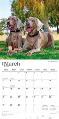 2026 BrownTrout Weimaraners 12" x 12" Monthly Wall Calendar (9798330706211)