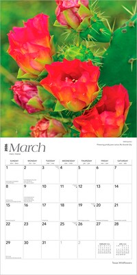 2026 BrownTrout Texas Wildflowers 12" x 12" Monthly Wall Calendar (9798330705832)