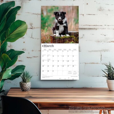 2026 BrownTrout Border Collie Puppies 12" x 12" Monthly Wall Calendar (9798330702541)