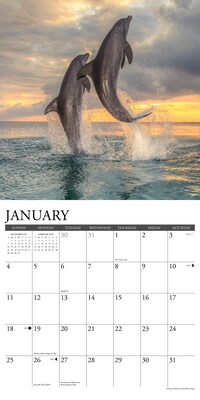 2026 Willow Creek Dolphins 12" x 12" Monthly Wall Calendar (55403)