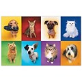 Medical Arts Press® Veterinary Oversized 5-1/4x8-1/2 Postcards; Square Animals