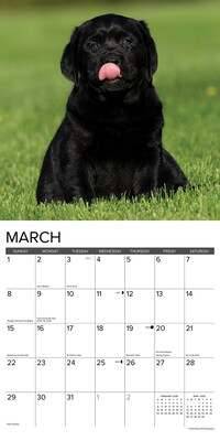 2026 Willow Creek Lab Puppies 12" x 12" Monthly Wall Calendar (51719)