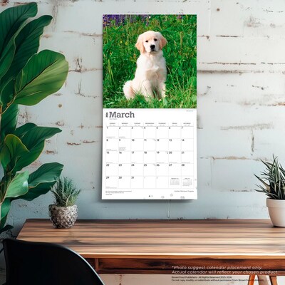2026 BrownTrout Golden Retriever Puppies 12" x 12" Monthly Wall Calendar (9798330703463)