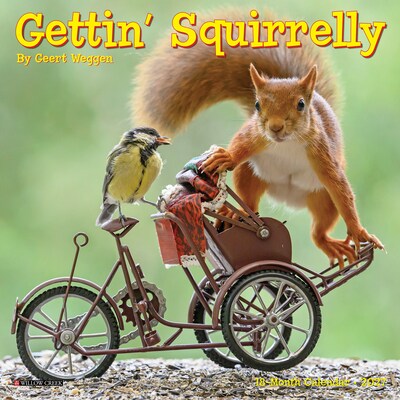 2027 Willow Creek Gettin Squirrelly 7 x 7 Monthly Wall Calendar, Assorted Colors (64030)