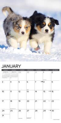 2027 Willow Creek Australian Shepherd Puppies 12" x 12" Monthly Wall Calendar, Assorted Colors (58923)