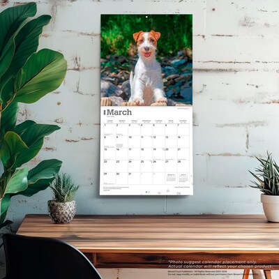 2026 BrownTrout Jack Russell Terriers 12" x 12" Monthly Wall Calendar (9798330703975)