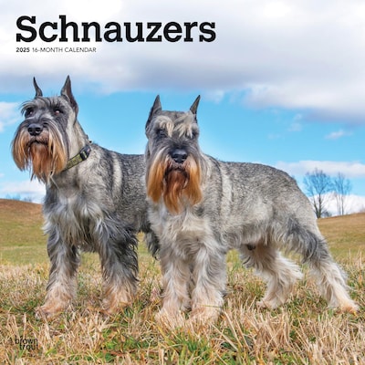 2025 BrownTrout Schnauzers 12 x 24 Monthly Square Wall Calendar (9781975477677)