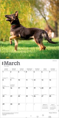 2026 BrownTrout Belgian Malinois 12" x 12" Monthly Wall Calendar (9798330707881)