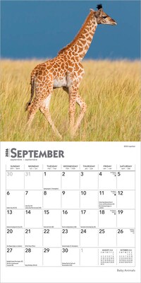 2026 BrownTrout Baby Animals 7" x 7" Monthly Wall Calendar (9798330702237)