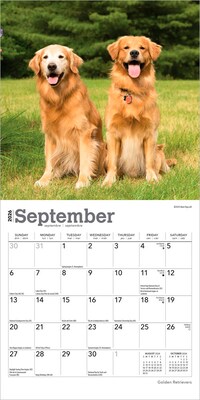 2026 BrownTrout Golden Retrievers 7" x 7" Monthly Wall Calendar (9798330703487)