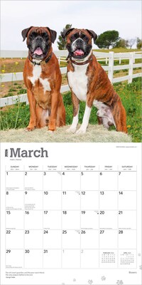 2026 BrownTrout Boxers International Edition 12" x 12" Monthly Wall Calendar (9798330702633)