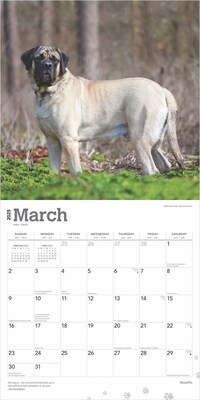 2025 BrownTrout Mastiffs 12" x 12" Monthly Square Wall Calendar (9781975477417)