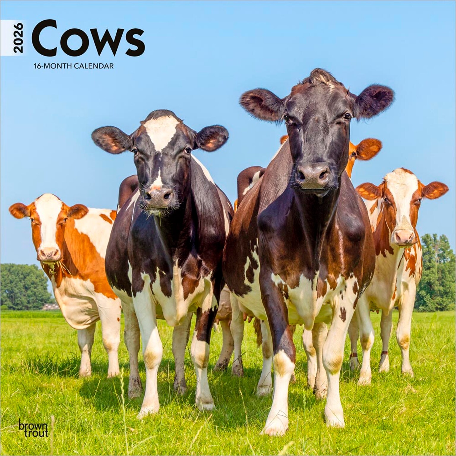 2026 BrownTrout Cows 12 x 12 Monthly Wall Calendar (9798330703067)