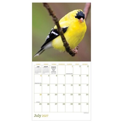 2027 TF Publishing Backyard Birds 7" x 7" Monthly Wall Calendar, Multicolored (27-2013)