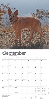 2025 BrownTrout Australian Cattle Dogs 12" x 24" Monthly Square Wall Calendar (9781975476533)