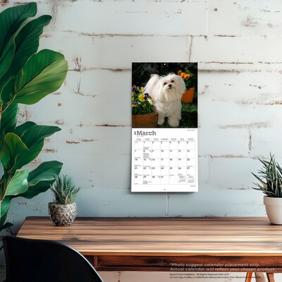 2027 BrownTrout Maltese 7" x 7" Monthly Wall Calendar (9798330710041)