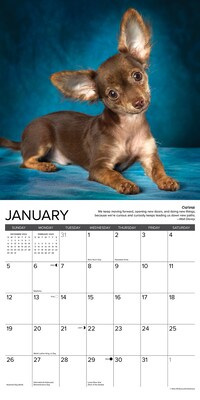 2025 Willow Creek Chihuahua Rules 12" x 12" Monthly Wall Calendar (42311)