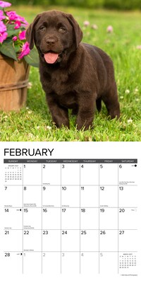2027 Willow Creek Lab Puppies 12" x 12" Monthly Wall Calendar (60964)