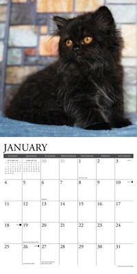 2026 Willow Creek Black Kittens 12" x 12" Monthly Wall Calendar (50293)