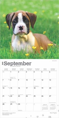 2025 BrownTrout Boxer Puppies 12" x 12" Monthly Wall Calendar (9781975476717)