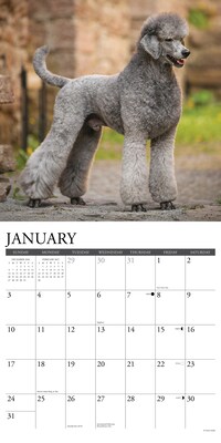 2027 Willow Creek Poodles 12" x 12" Monthly Wall Calendar, Assorted Colors (61879)