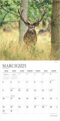 2025 Plato Monster Bucks 12" x 24" Monthly Square Wall Calendar, (9781975480769)