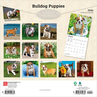 2026 BrownTrout Bulldog Puppies 12 x 12 Monthly Wall Calendar (9798330702664)