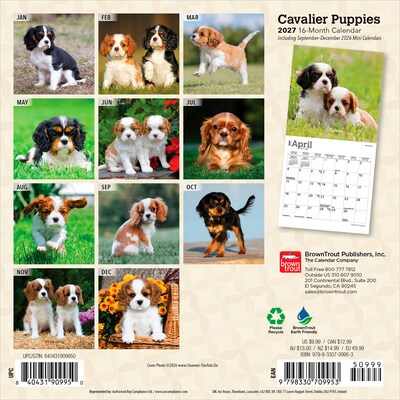 2027 BrownTrout Cavalier King Charles Spaniel Puppies 7 x 7 Monthly Wall Calendar, Assorted Colors (9798330709953)
