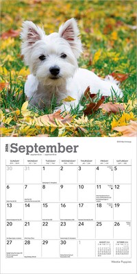 2026 BrownTrout West Highland White Terrier Puppies 7" x 7" Monthly Wall Calendar (9798330706259)